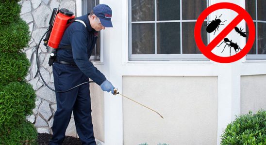 Limontepe Kene İlaçlama böcek ilaçlama ve haşere kontrolü — ilaclama-tr.com